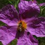 Hairy  Rock Rose (Cistus incanus.): A tea is made from this non native which is said to be good for the immune system.